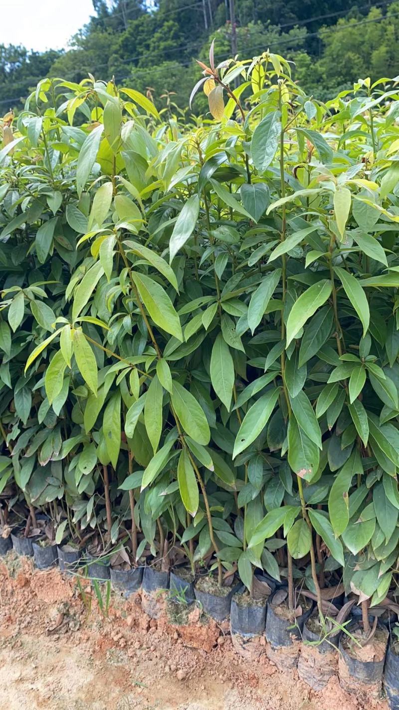 金丝楠木30-50高，50至70高大量经营欢迎订购
