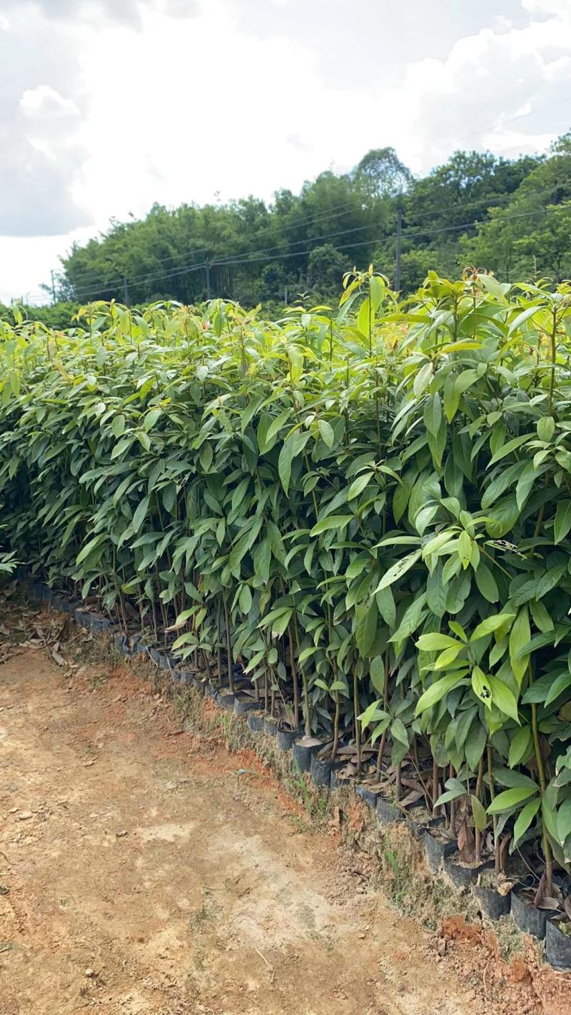 金丝楠木30-50高，50至70高大量经营欢迎订购