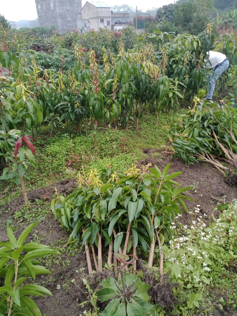 嫁接芒果苗、有金皇芒苗、桂七香芒苗、四季芒果苗欢迎来选购
