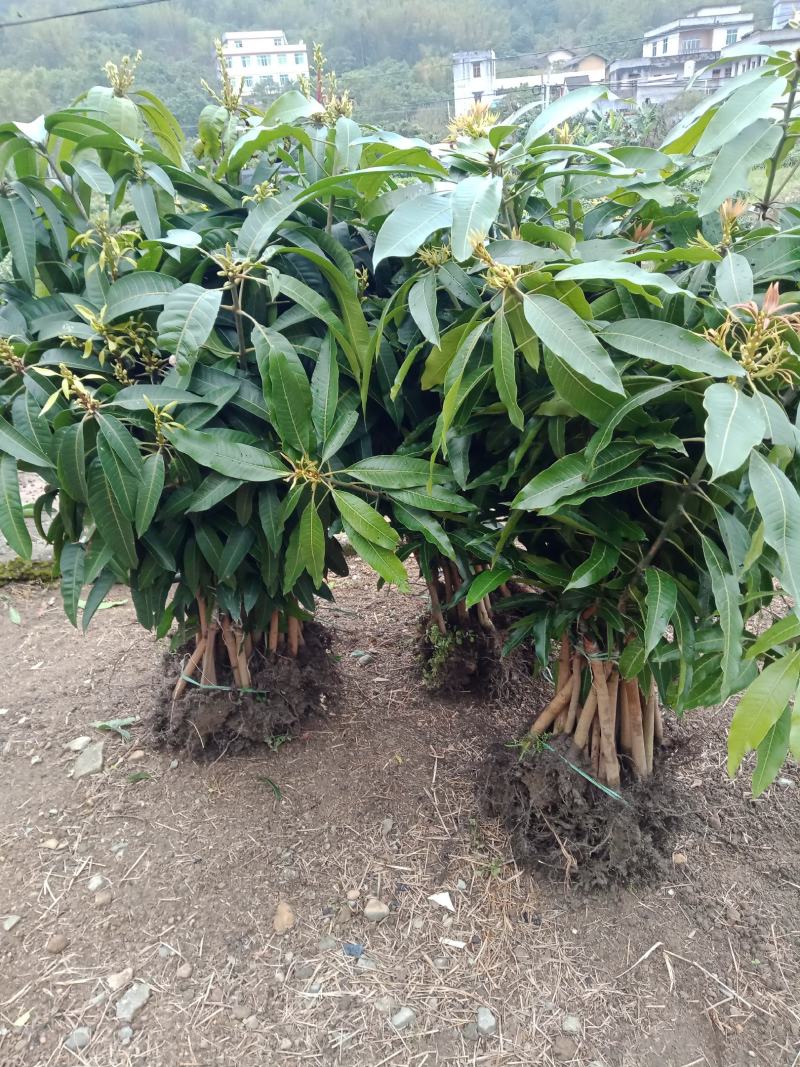 嫁接芒果苗、有金皇芒苗、桂七香芒苗、四季芒果苗欢迎来选购