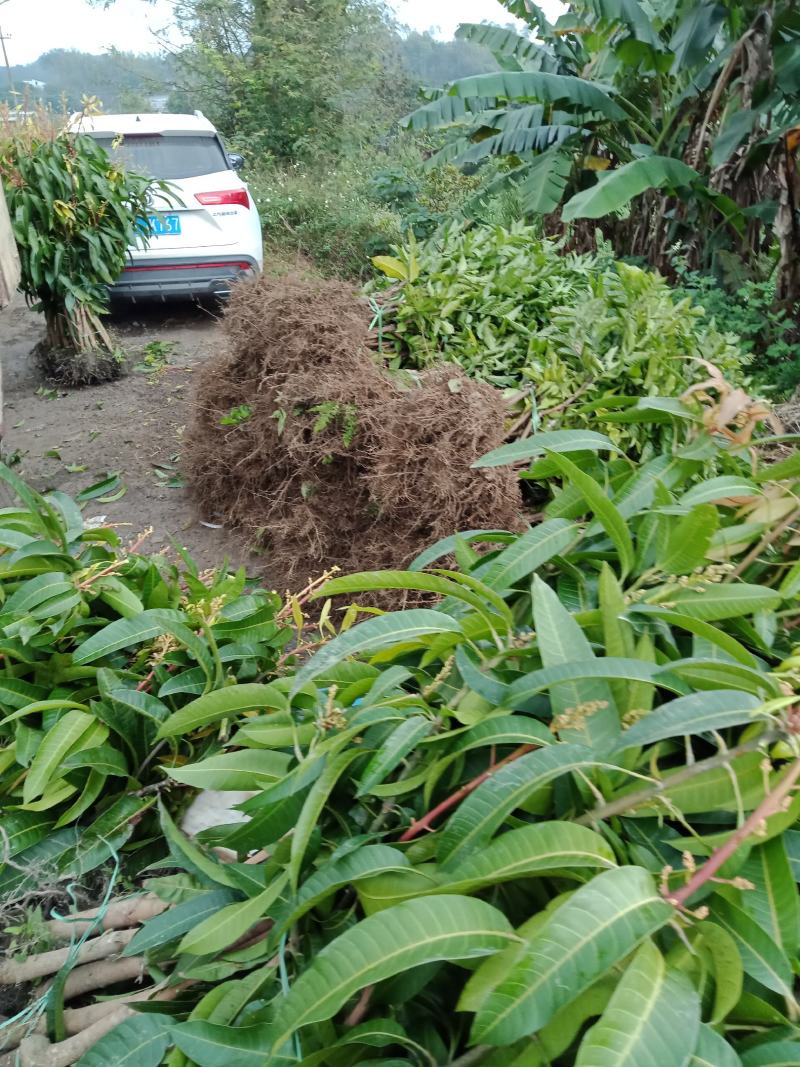 嫁接芒果苗、有金皇芒苗、桂七香芒苗、四季芒果苗欢迎来选购