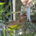 嫁接芒果苗、有金皇芒苗、桂七香芒苗、四季芒果苗欢迎来选购