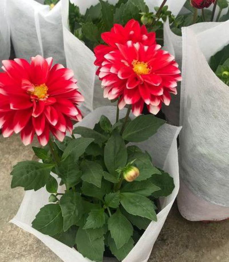 小丽花盆栽带花苞重瓣鲜花盆栽四季开花小丽菊花苗室内观赏