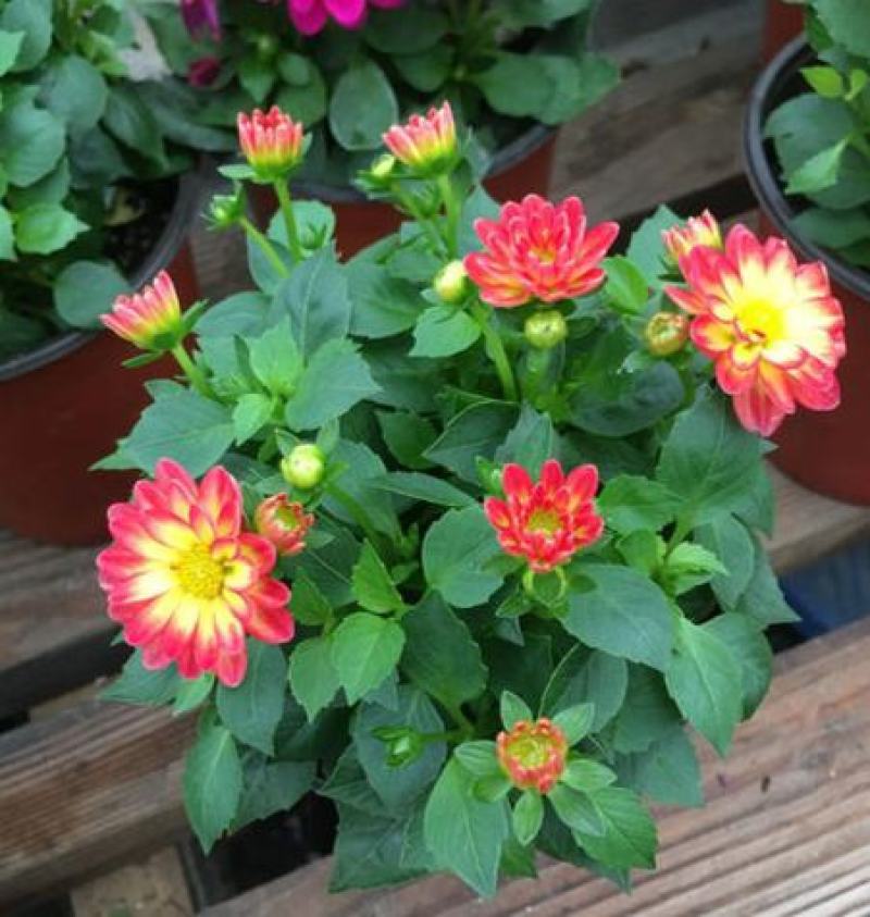 小丽花盆栽带花苞重瓣鲜花盆栽四季开花小丽菊花苗室内观赏