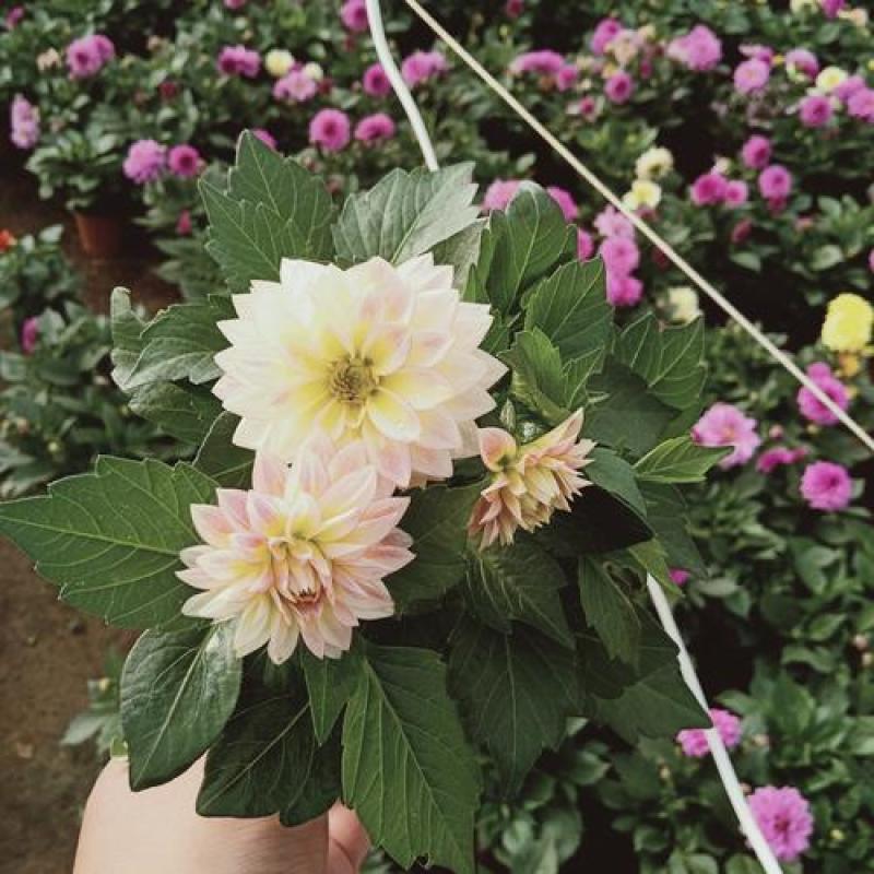 小丽花盆栽带花苞重瓣鲜花盆栽四季开花小丽菊花苗室内观赏