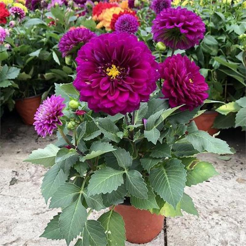 小丽花盆栽带花苞重瓣鲜花盆栽四季开花小丽菊花苗室内观赏