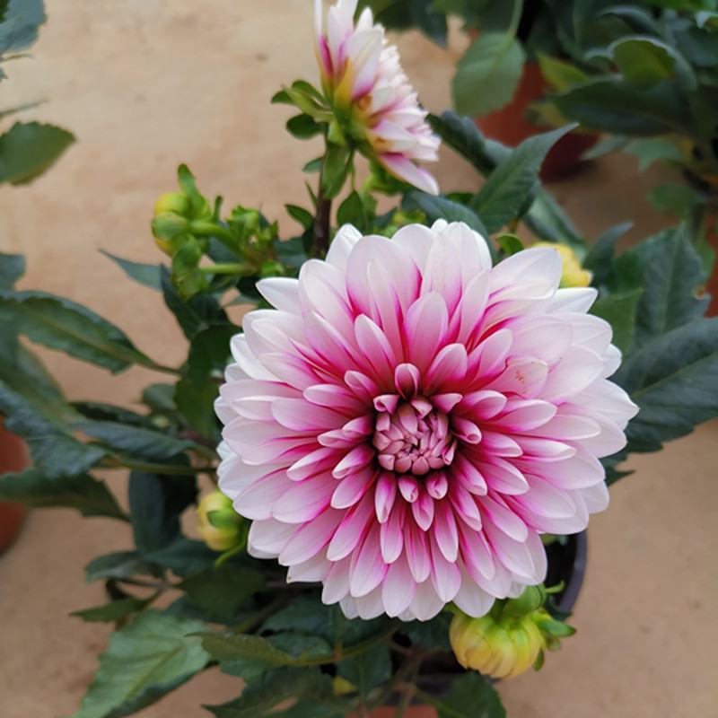 小丽花盆栽带花苞重瓣鲜花盆栽四季开花小丽菊花苗室内观赏