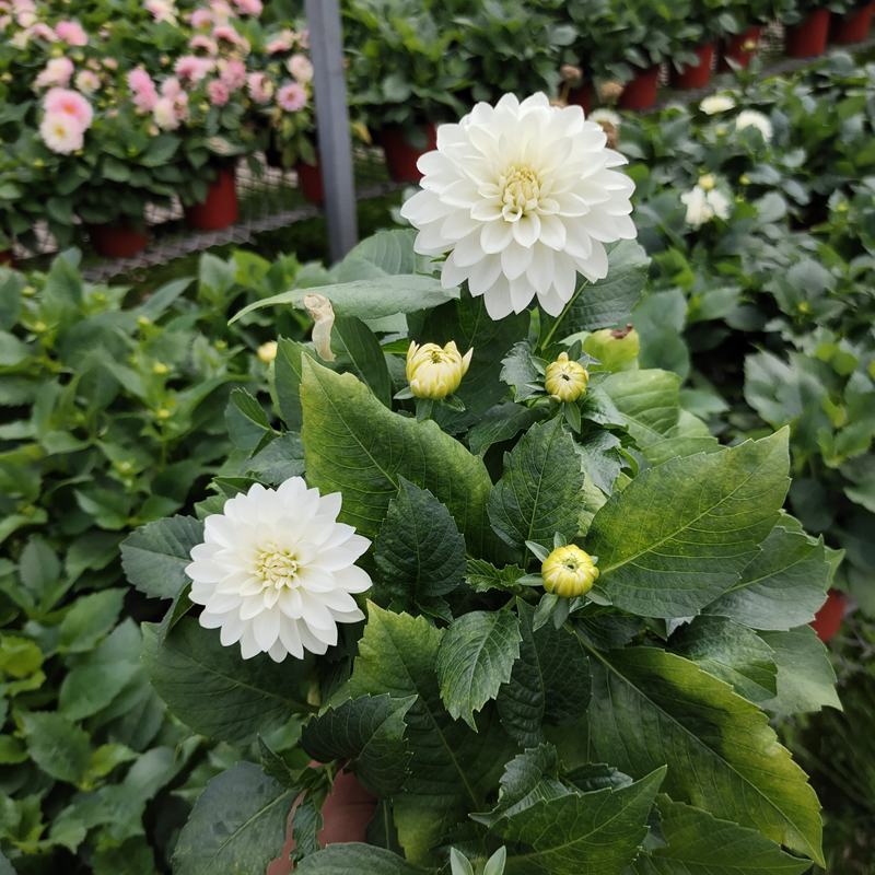 小丽花盆栽带花苞重瓣鲜花盆栽四季开花小丽菊花苗室内观赏
