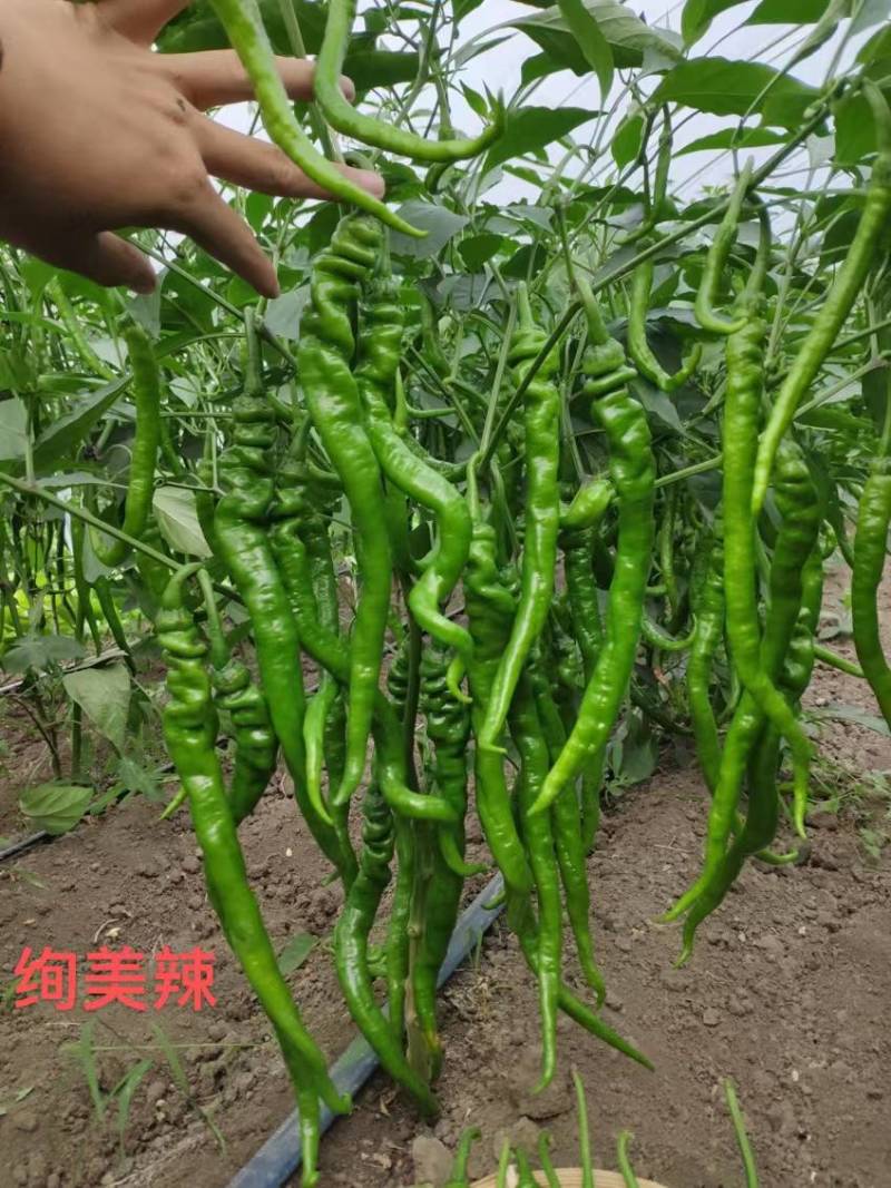 薄皮螺丝线椒种子！绚美辣100特辣坐果量大高品质辣椒种子