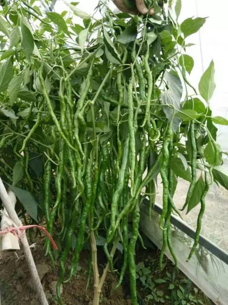 薄皮螺丝线椒种子！绚美辣100特辣坐果量大高品质辣椒种子