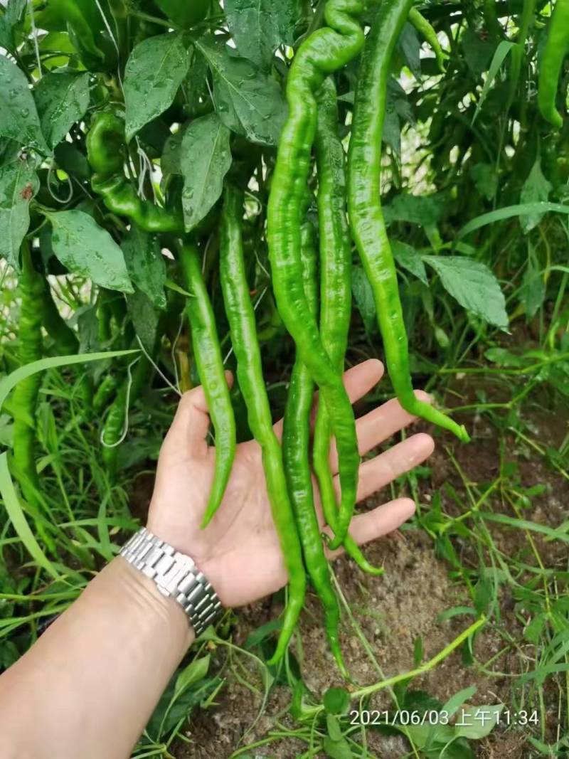 薄皮螺丝线椒种子！绚美辣100特辣坐果量大高品质辣椒种子