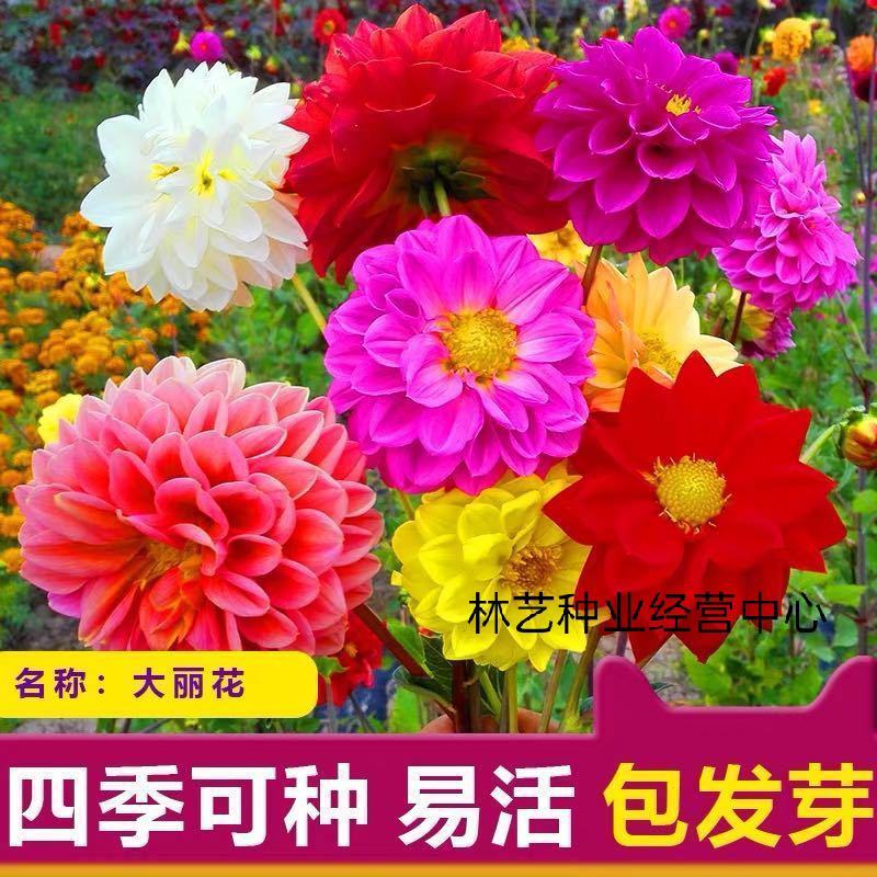进口大丽花种子秋播四季易种家庭室内阳台花卉盆栽春播花籽