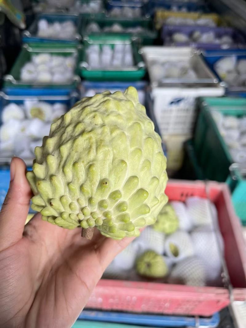台湾释迦果