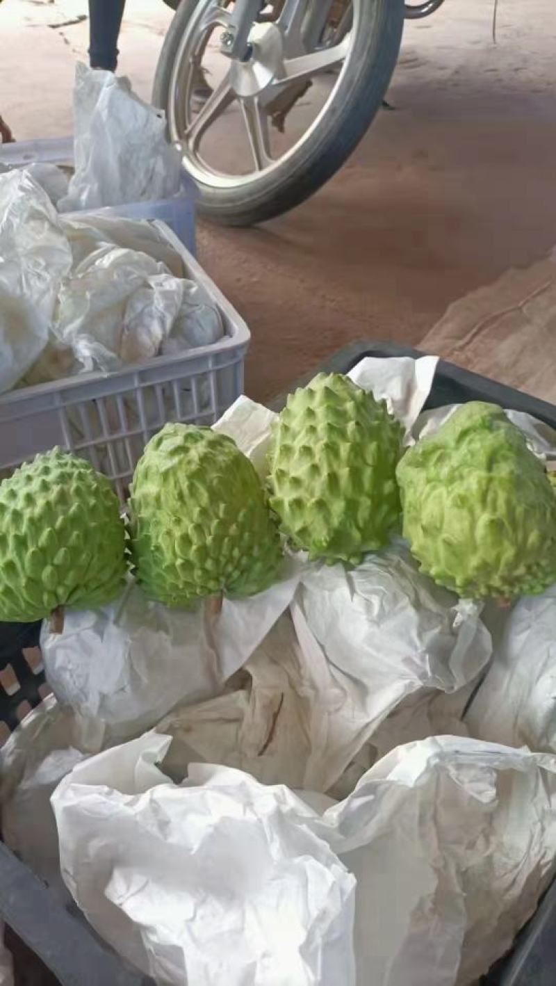 台湾释迦果
