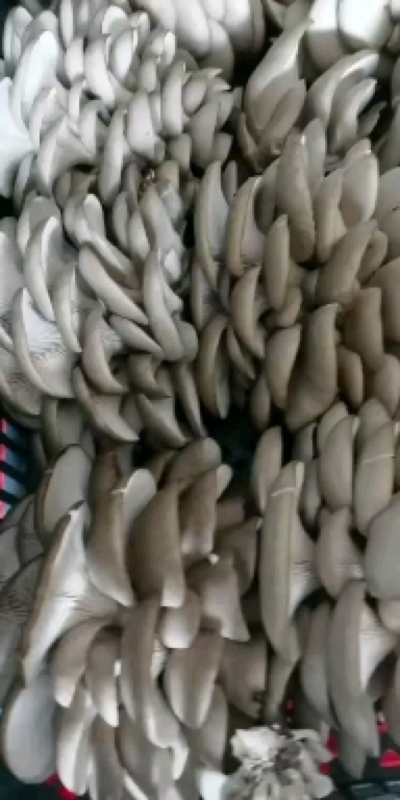 【精品】万亩浅灰色平菇，一手货源，可视频看货，实力代办