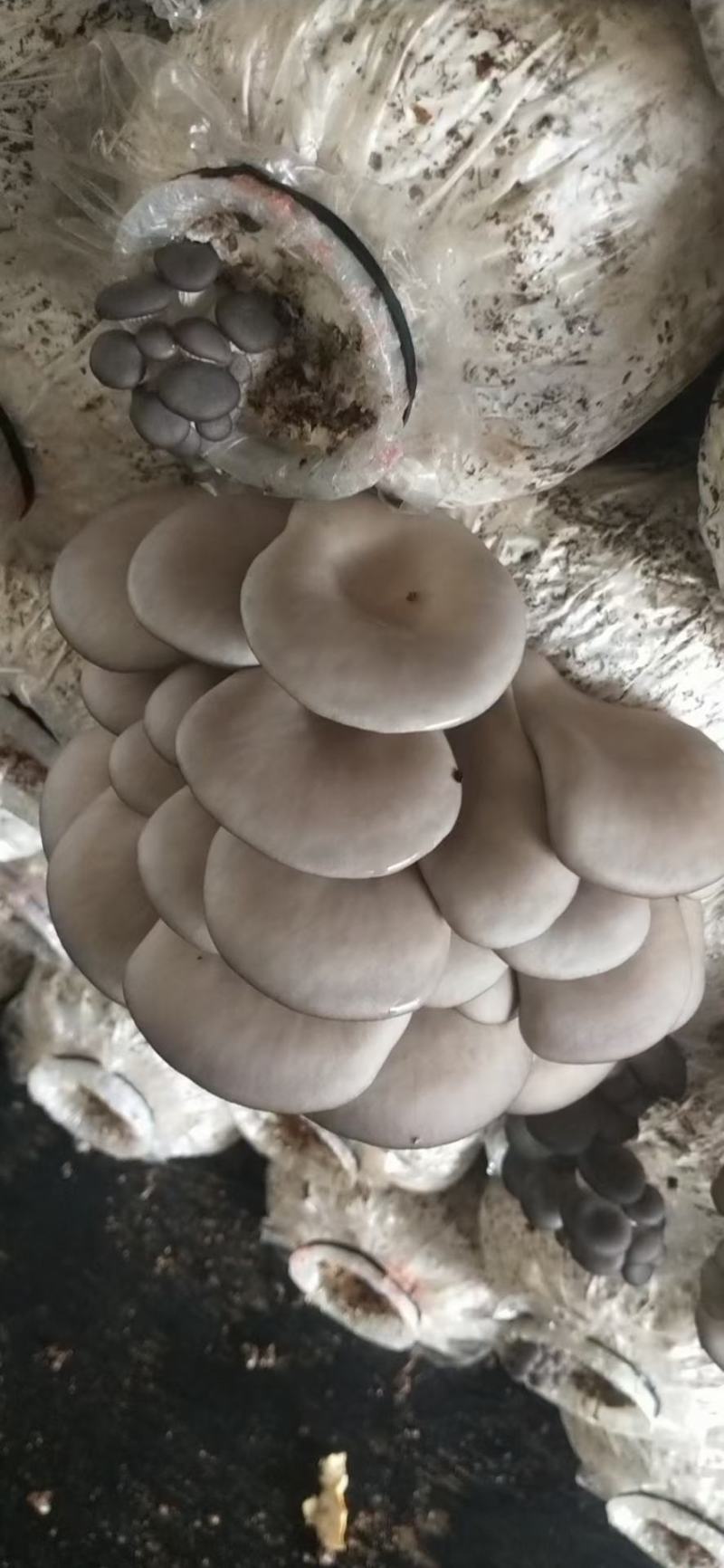 【精品】万亩浅灰色平菇，一手货源，可视频看货，实力代办