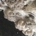 【精品】万亩浅灰色平菇，一手货源，可视频看货，实力代办