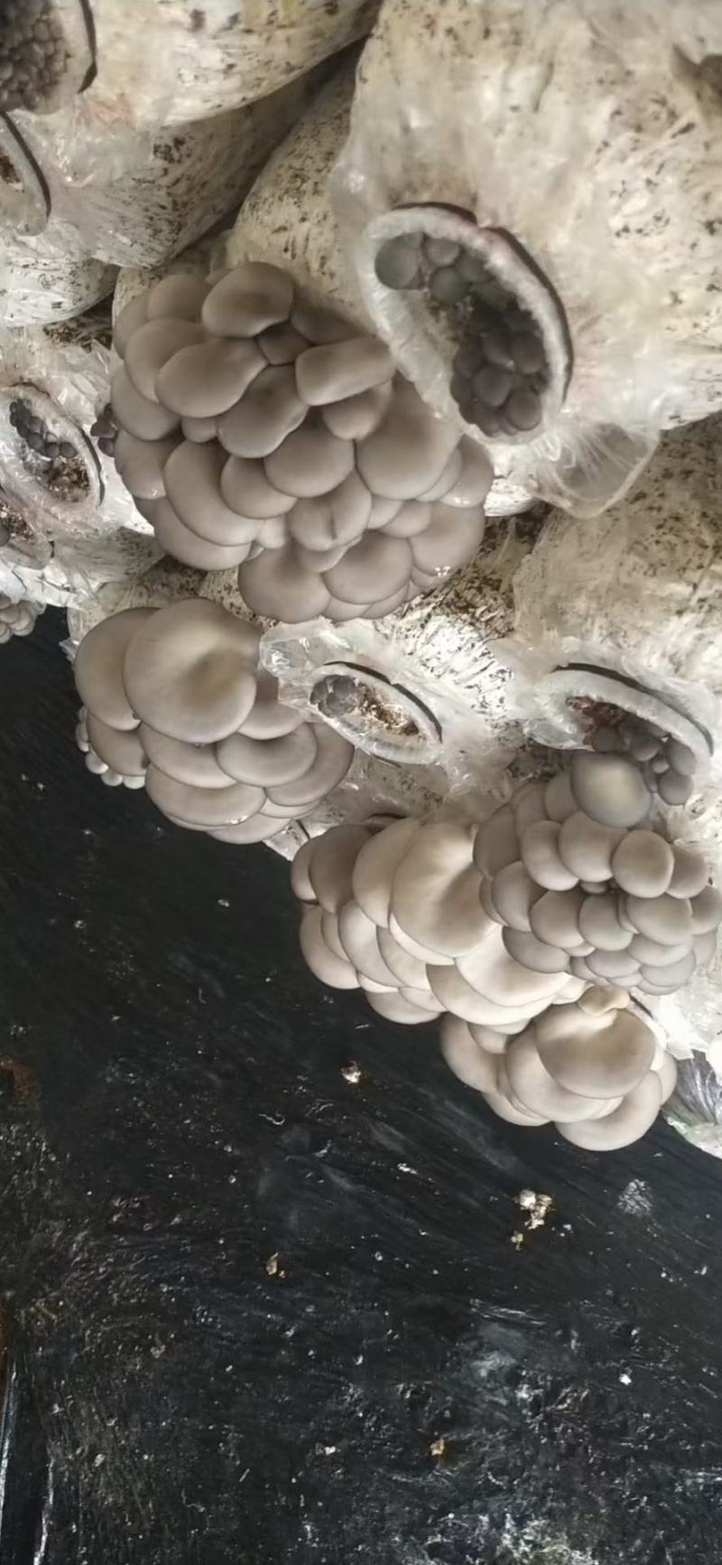 【精品】万亩浅灰色平菇，一手货源，可视频看货，实力代办