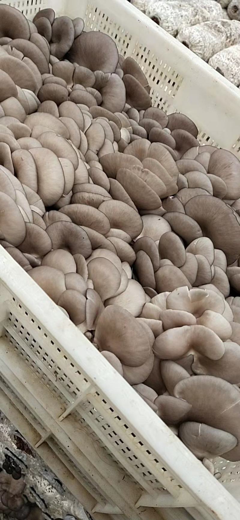 【精品】万亩浅灰色平菇，一手货源，可视频看货，实力代办