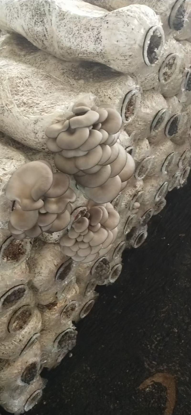 【精品】万亩浅灰色平菇，一手货源，可视频看货，实力代办