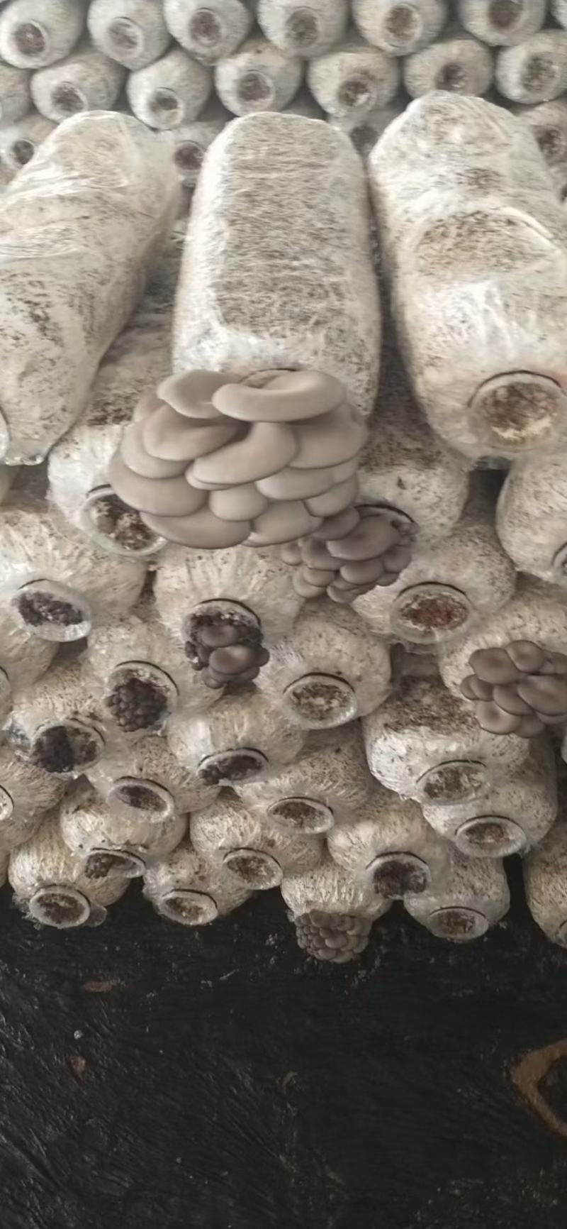 【精品】万亩浅灰色平菇，一手货源，可视频看货，实力代办