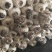 【精品】万亩浅灰色平菇，一手货源，可视频看货，实力代办