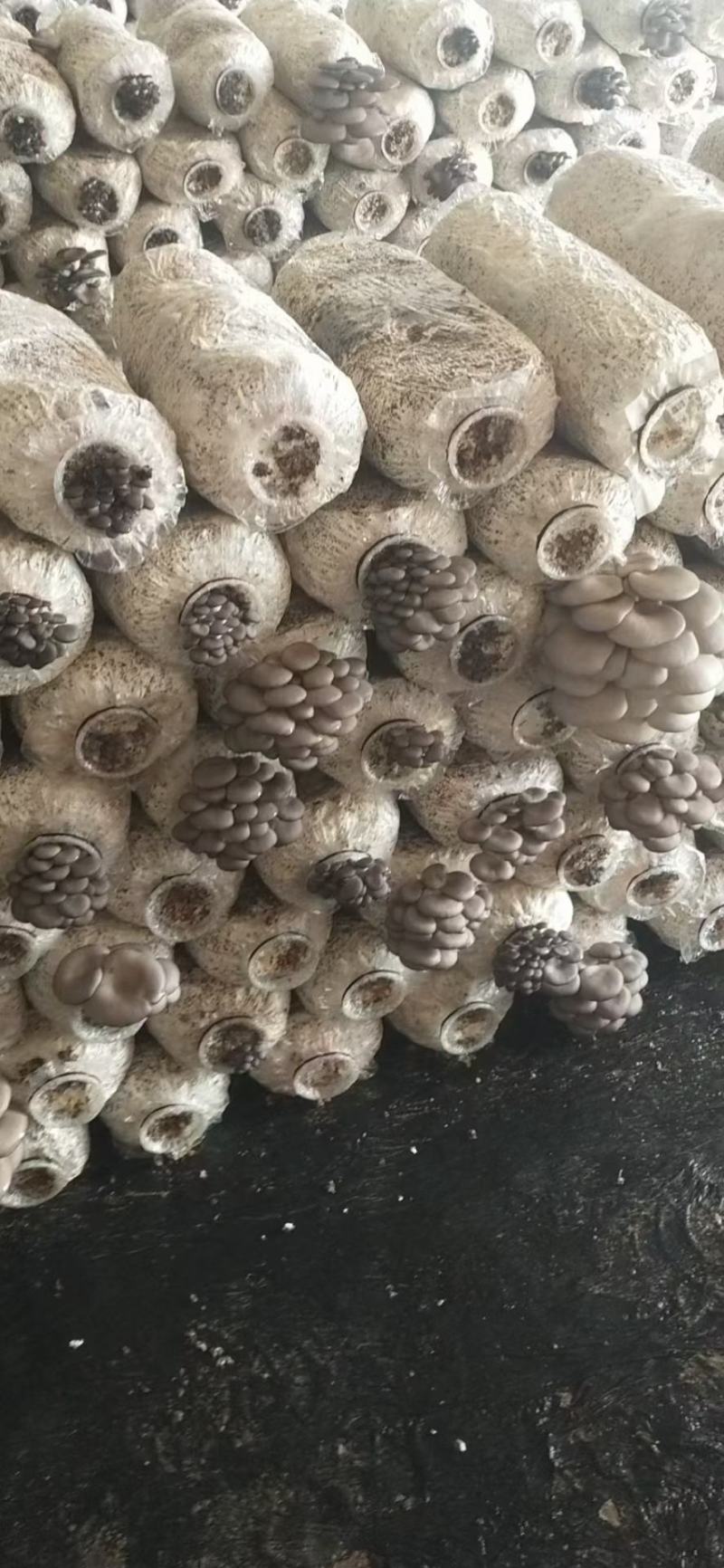 【精品】万亩浅灰色平菇，一手货源，可视频看货，实力代办
