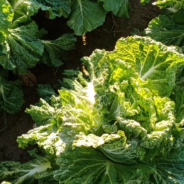 黄心大白菜