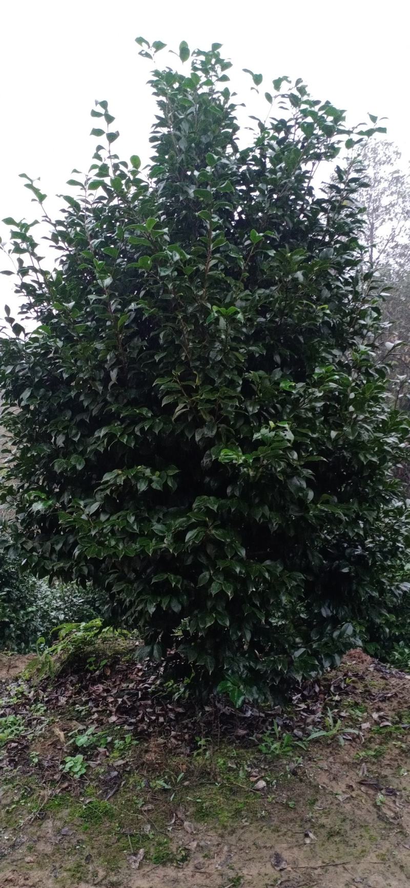 茶花，四级茶花，高杆茶花，高县罗场镇蜀兴苗木苗圃