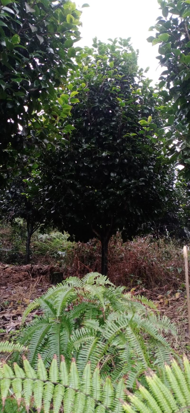 茶花，四级茶花，高杆茶花，高县罗场镇蜀兴苗木苗圃
