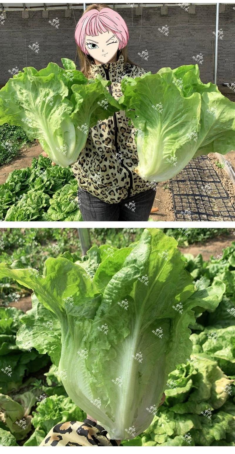 全年耐抽苔生菜种子，300克，耐热耐寒且耐抽苔，可全年种