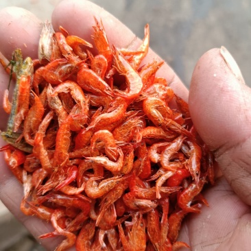 精品虾干，大量有货一手货源，基地鲜活直接加工供应。