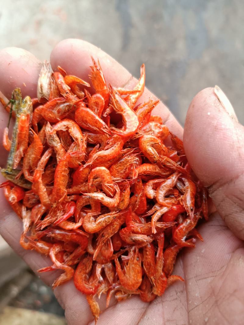 精品虾干，大量有货一手货源，基地鲜活直接加工供应。