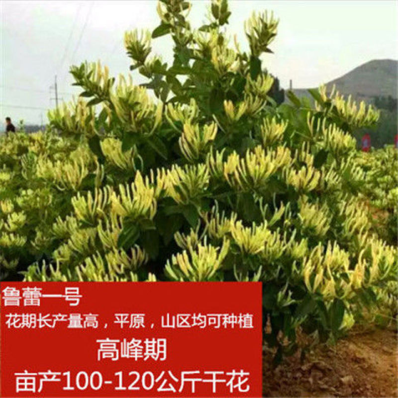 金银花树苗四季爬藤植物原土发货南北方种植室内老桩盆栽苗