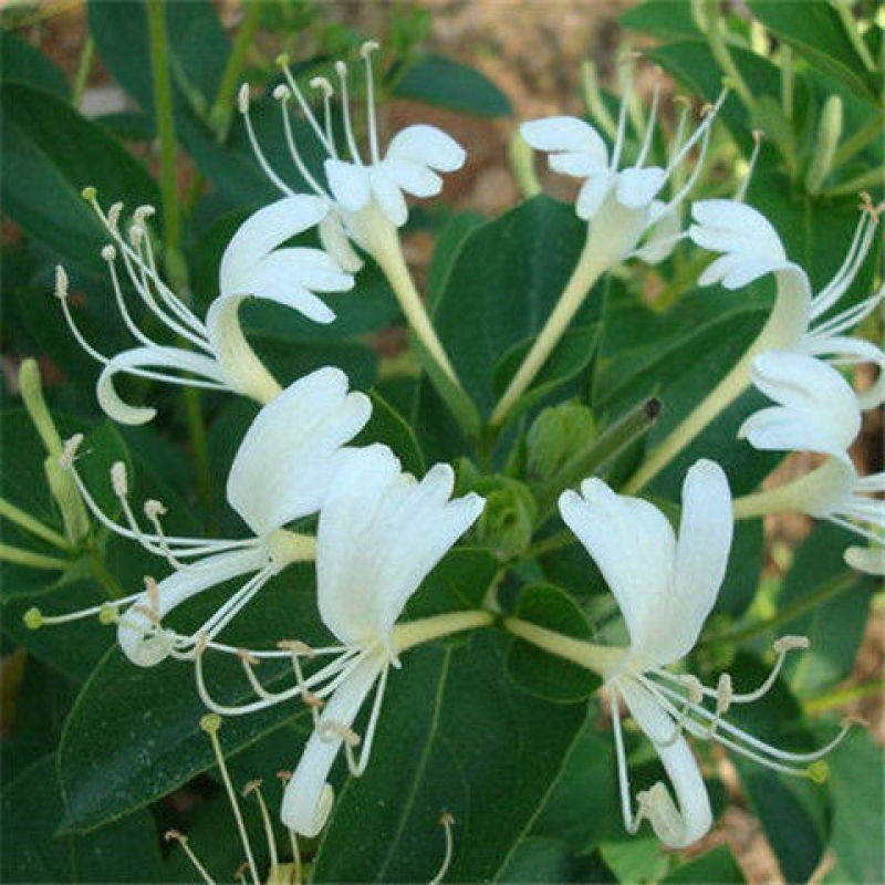 金银花树苗四季爬藤植物原土发货南北方种植室内老桩盆栽苗