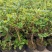 金银花树苗四季爬藤植物原土发货南北方种植室内老桩盆栽苗