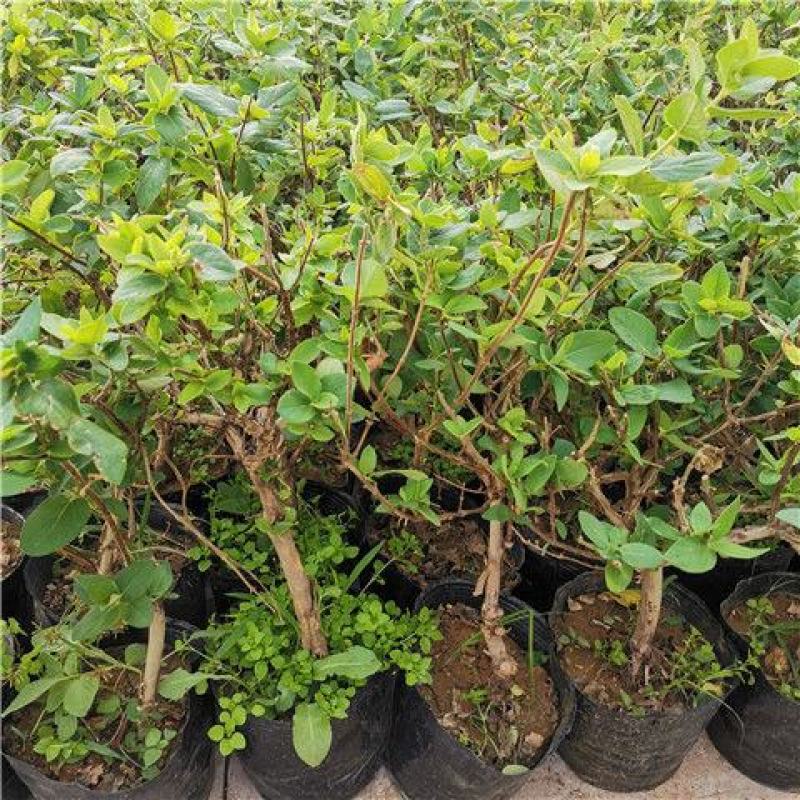 金银花树苗四季爬藤植物原土发货南北方种植室内老桩盆栽苗