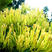 金银花树苗四季爬藤植物原土发货南北方种植室内老桩盆栽苗