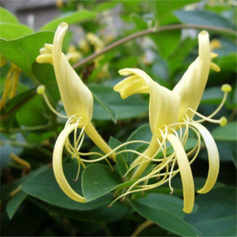 金银花树苗四季爬藤植物原土发货南北方种植室内老桩盆栽苗