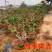 金银花树苗四季爬藤植物原土发货南北方种植室内老桩盆栽苗