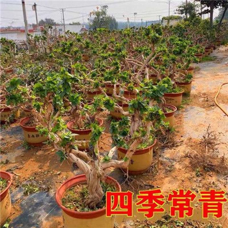 金银花树苗四季爬藤植物原土发货南北方种植室内老桩盆栽苗
