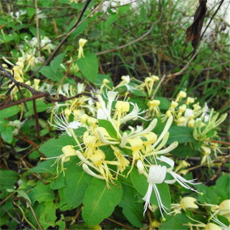 金银花树苗四季爬藤植物原土发货南北方种植室内老桩盆栽苗