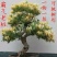 金银花树苗四季爬藤植物原土发货南北方种植室内老桩盆栽苗