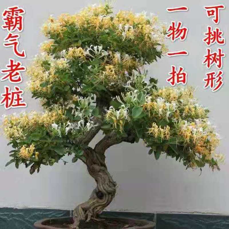 金银花树苗四季爬藤植物原土发货南北方种植室内老桩盆栽苗