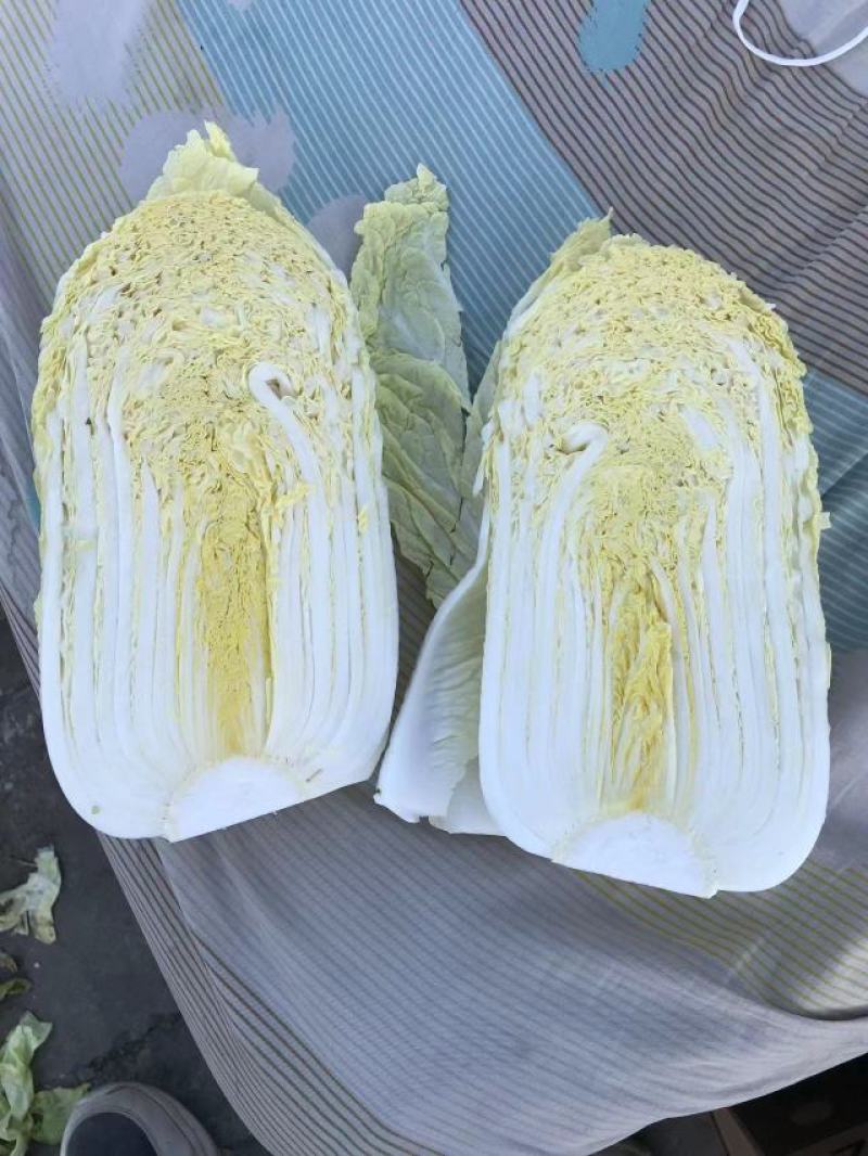 精品黄心娃娃菜货源充足品质有保证