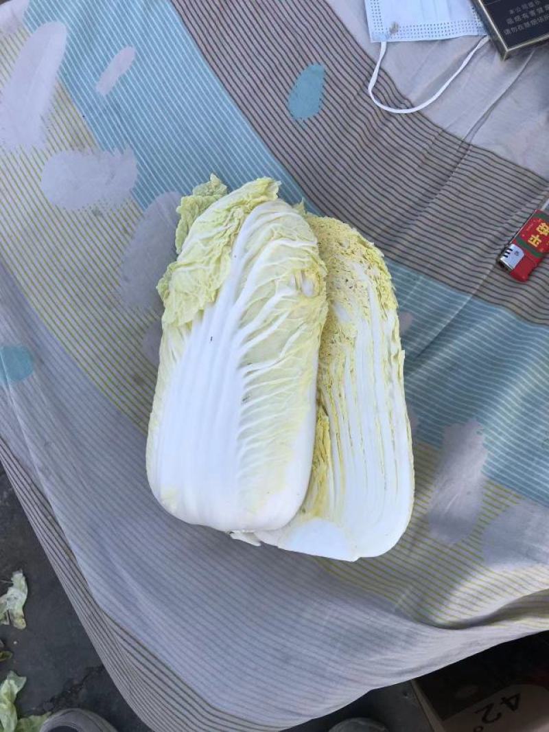 精品黄心娃娃菜货源充足品质有保证