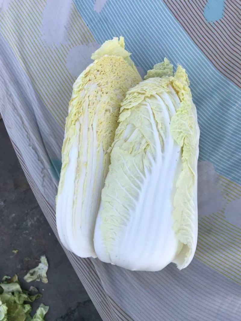 精品黄心娃娃菜货源充足品质有保证