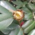 茶花种子家庭易种山茶花种籽子四季盆栽花卉阳台庭院易活开花
