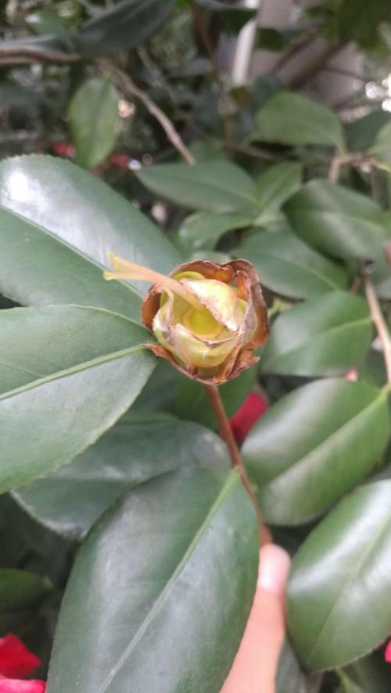 茶花种子家庭易种山茶花种籽子四季盆栽花卉阳台庭院易活开花