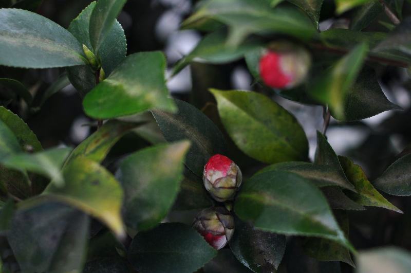 茶花种子家庭易种山茶花种籽子四季盆栽花卉阳台庭院易活开花